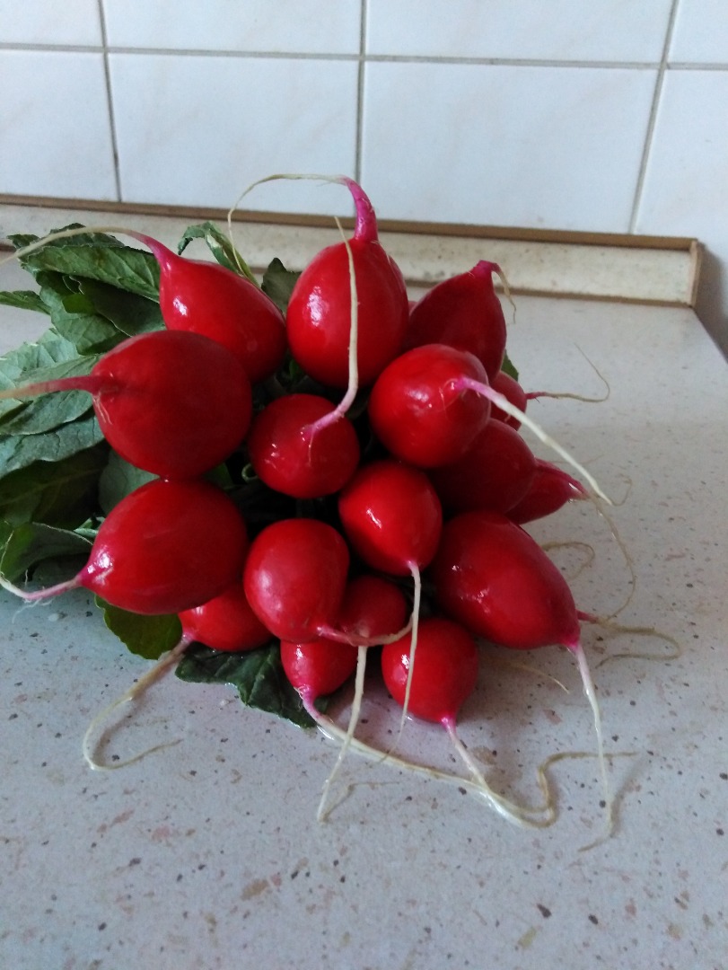 Sprzedam rzodkiewkę, szczypiorek i pietruszkę