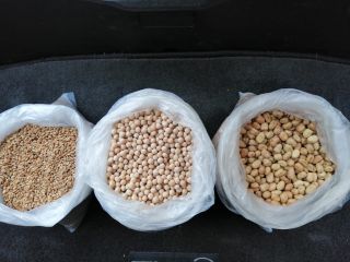 Groch, cały, walenie, paczka 50 kg, 500 ton miesięcznie,