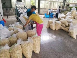 cashew nuts for sale please contact directly, What'sapp: email