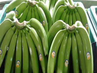 Fresh Cavendish Bananas please contact directly, What'sapp: email