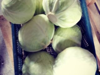 Sprzedam kapustę białą, kal 1,5-4kg. Luzem lub w big