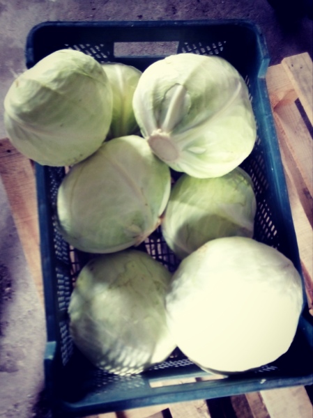 Sprzedam kapustę białą, kal 1,5-4kg