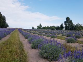 Sprzedam susz lawendowy z plantacji ekologicznej.Na naszej plantacji znajdą