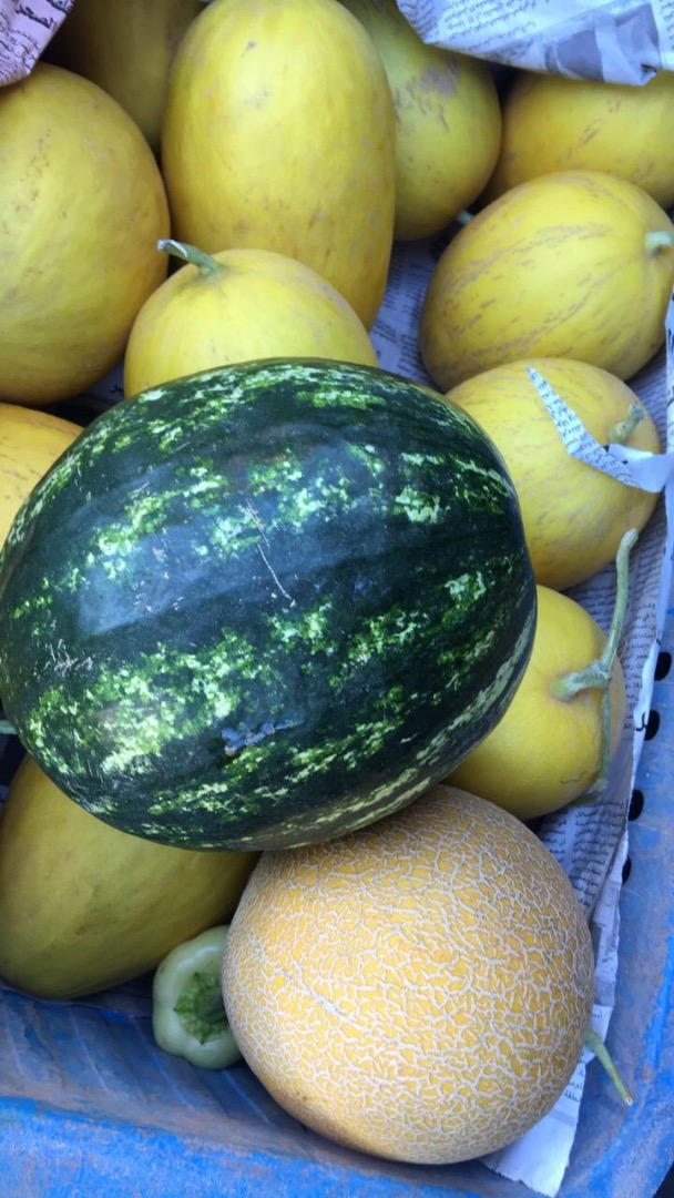 Sprzedam Melona Galia