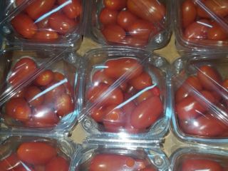 Szukamy stałych odbiorców pomidora. Ruszamy z planowaniem producji pomidorów