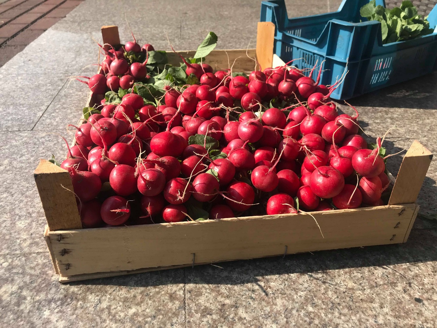 Sprzedam rzodkiewkę pęczki ilości hurtowe ,pakowanie pod zamówienie