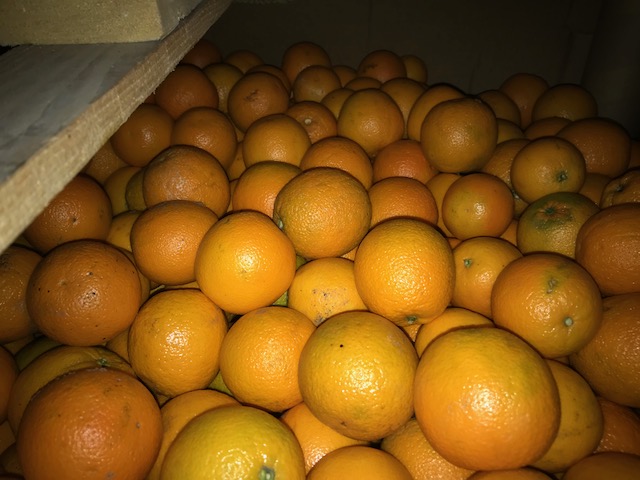 Sprzedam pomarańcze sokową 2 klasa w binsach po 600 kg