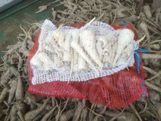 5. Sprzedam burak odmiana Boro; 10ton; kaliber 4-9cm Posiadam