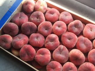 Sprzedam brzoskwinię płaską - paragwajkę, ładna, świeża, smaczna, import