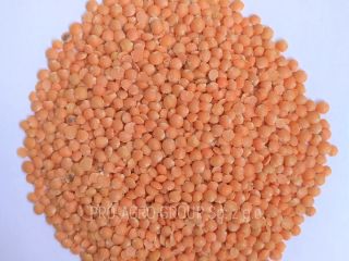 ***Soczewica czerwona szlifowana spożywcza*** Cena - 2,75 zł/kg*** Parametry