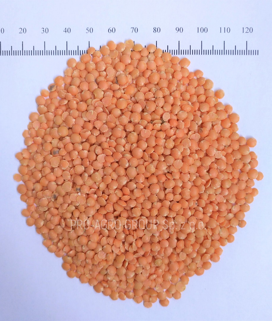 ***Soczewica czerwona szlifowana spożywcza*** Cena - 2,75 zł/kg*** Parametry jakościowe: Czystość - 99,9% Wilgotność - nie więcej niż 12,0% Śmieciowe domieszki