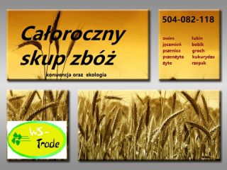 Kupię zboża konwencjonalne i ekologiczne: żyto, pszenżyto, owies, jęczmień,