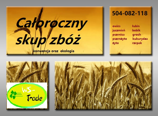 Kupię zboża konwencjonalne i ekologiczne: żyto, pszenżyto, owies, jęczmień, pszenicę, a także łubin, bobik, groch, kukurydzę, rzepak