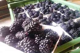 szukam producentów owoców miękkich między innymi jeżyny