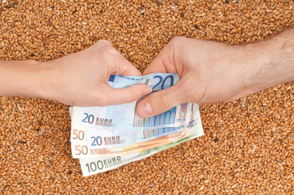 Kupie zboże pszenice, kukurydze, żyto, jeczmień, owies, mieszanka