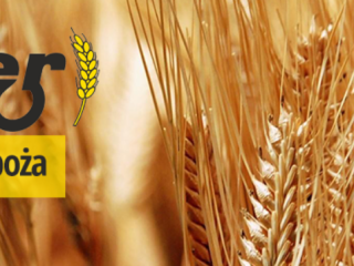 PPHU Ginter zakontraktuje rzepak na żniwa 2020. Odbieramy w
