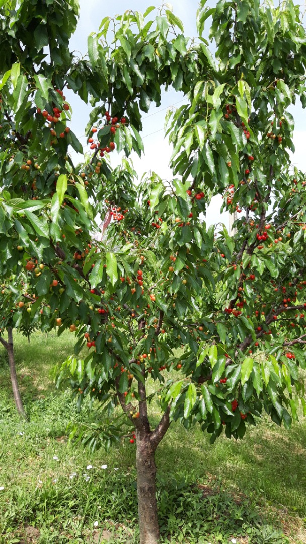 Nectarine Tina , perioada de coacere 15- 20 iulie