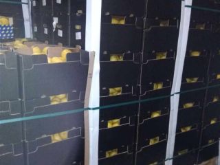 Na sprzedaż cytryna Verna, 1 klasa około 20 ton.