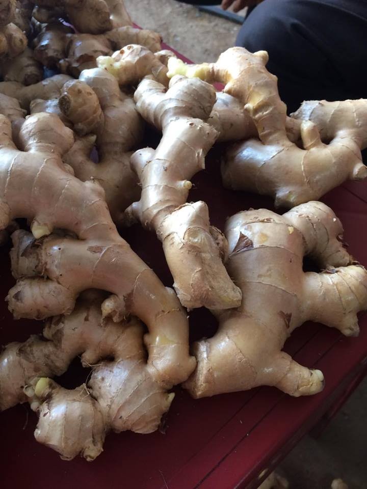 1) Odmiana: świeży imbir 2) Miejsce pochodzenia: Tajlandia 3) Rozmiary: 50 g i więcej, 100 g i więcej, 150 g i więcej, 200 g i więcej, 250 g i więcej, 300 g i