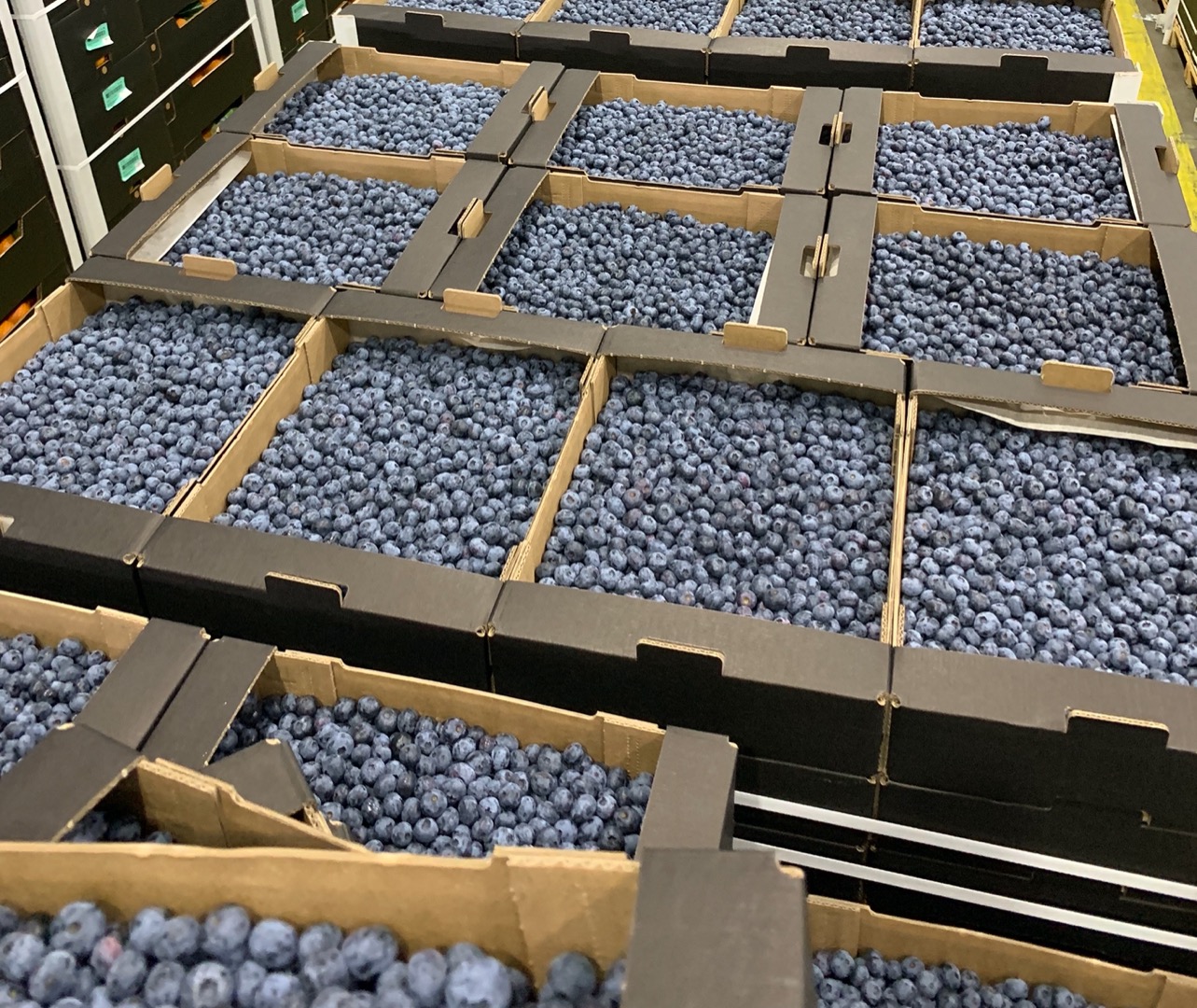 Oferujemy jagody w takich opakowaniach: - 3 kg luzem w skrzynkach 300 * 400 mm; - 0,125 kg przebitki bez etykiety; - 0,250 kg przebijaków bez etykiety; - 0,500