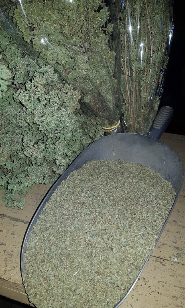 Oregano z Sycylii, zbiór 2020