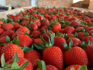 Bezpośrednie dostawy truskawek z Grecji! Sezon się zaczyna. WARUNKI