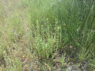 Witam, mieszkam w północnej części Lizbony zwanej Ribatejo. Istnieje