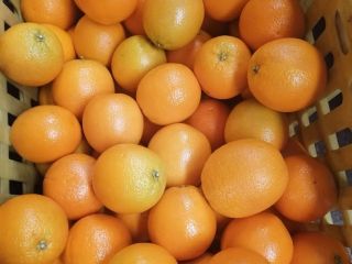 Sprzedajemy świeże jakości POMARAŃCZY. Skontaktuj się z nami bezpośrednio