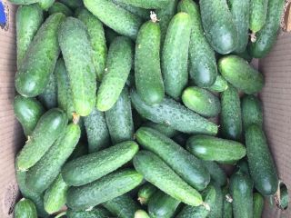 Ogórek gruntowy. Kaliber 8-14. Najwyższa jakość.
