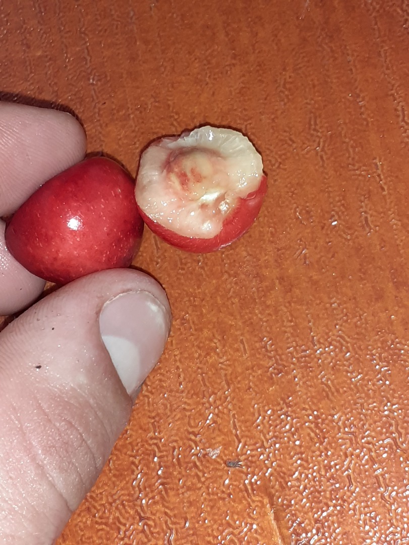 Sad z 30 drzew 100% naturalne pilne szczegóły na Z szacunkiem!