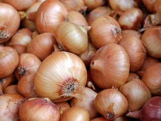 we have fresh harvest of red and yellow onion,