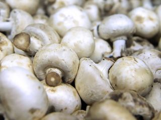 we have mushrooms for sale Caliber :55+ please contact