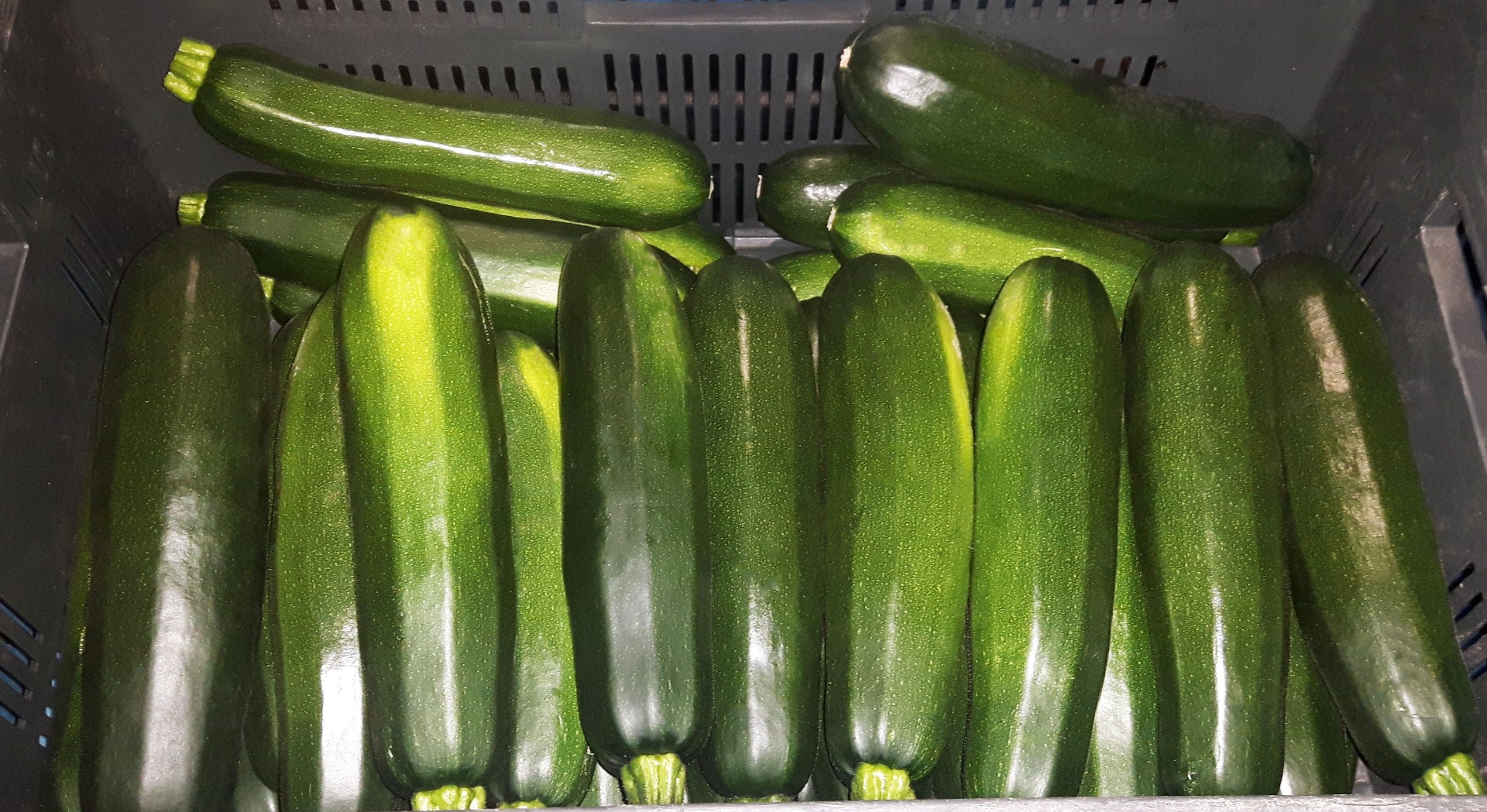 Witam, Sprzedam cukinię zieloną odmiana RHODOS