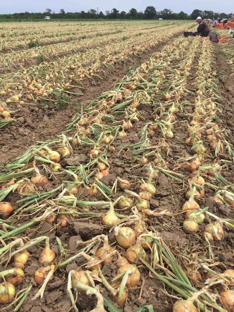 Sprzedam cebulę świeżą, bezpośrednio od producenta z Ukrainy
