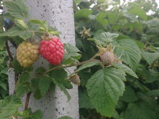 Sprzedam maliny glen