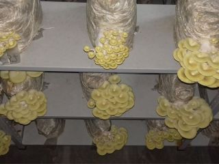 Produkujemy wyłącznie produkty ekologiczne. - Grzyby Shiitake - Grzyby