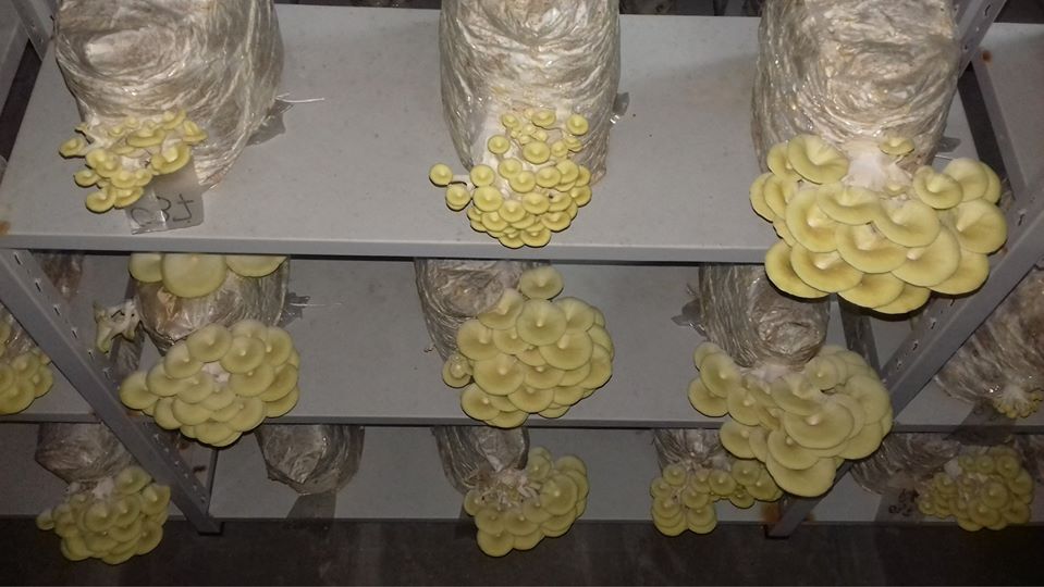 Produkujemy wyłącznie produkty ekologiczne