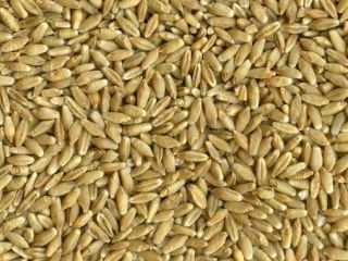 NASIONA Pszenżyta to mieszanka pszenicy i żyta. TRITICALE to