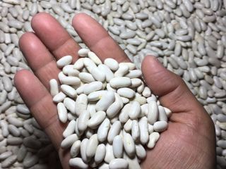 Wysokiej jakości jasna fasola cętkowana, długa 25/50 KG P.P.