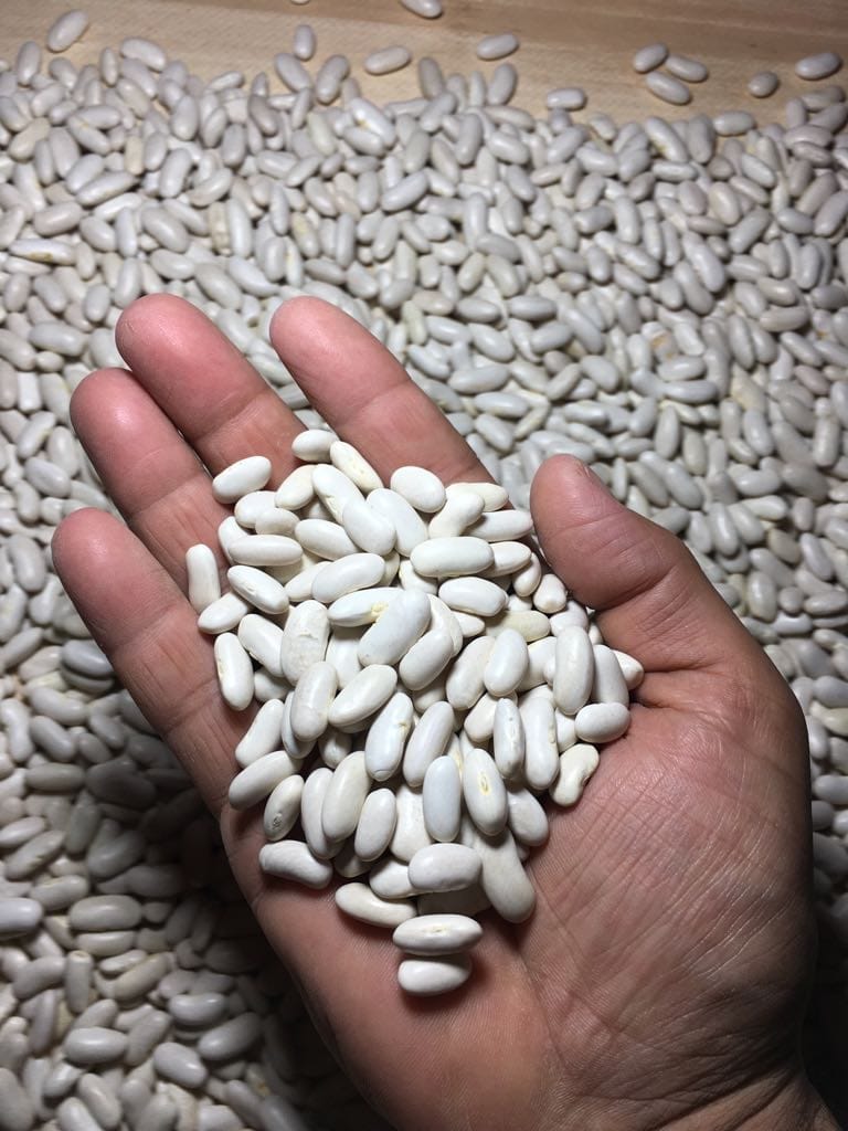 Wysokiej jakości jasna fasola cętkowana, długa 25/50 KG P.P