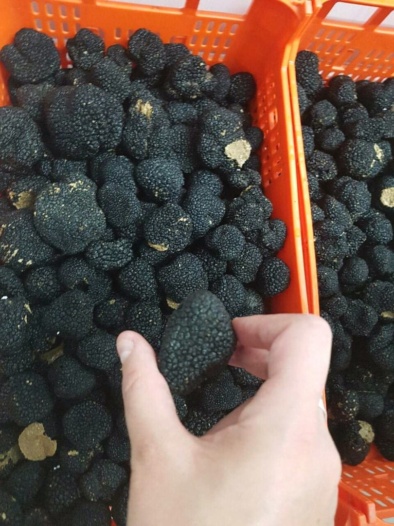 Witam, mamy świeże hiszpańskie letnie trufle na sprzedaż