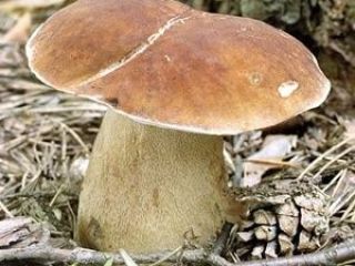Codziennie sprzedaję świeże borowiki, od 100 kg. Zainteresowanych proszę