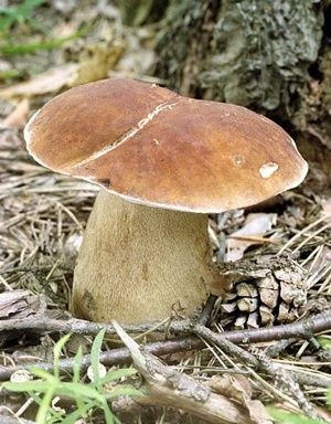 Codziennie sprzedaję świeże borowiki, od 100 kg