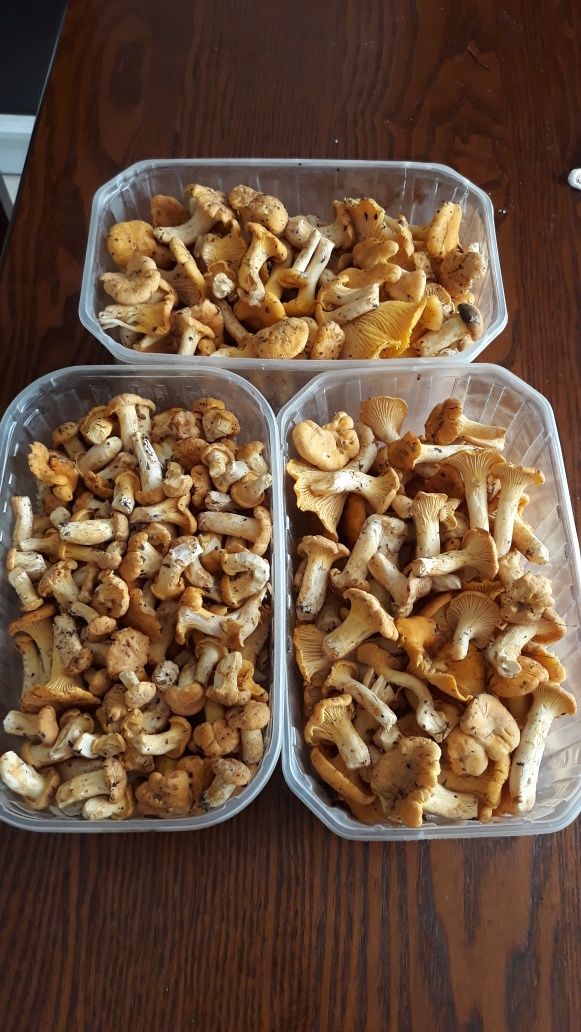 Sprzedam świeże grzyby w tej chwili jest to kurka produkt pochodzi z lasów Puszczy Kozienickiej jest świeży i ekologiczny polecam i zapraszam do kontaktu
