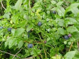 Sprzedam świeżą jagodę, 17 zł /kg