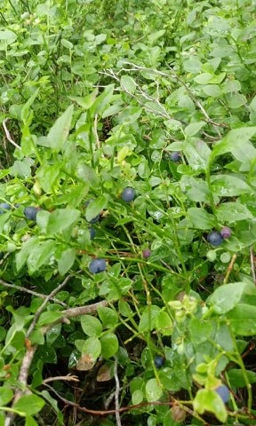 Sprzedam świeżą jagodę, 17 zł /kg
