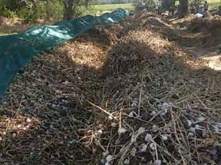 Będę sprzedawał organiczny czosnek do siewu, komercyjny i niespełniający