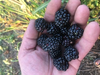 Blackberryes na sprzedaż