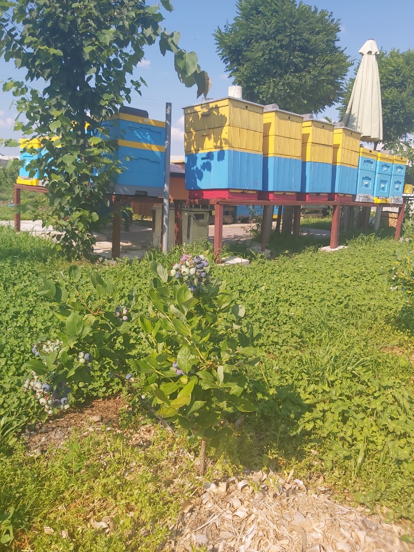 Sprzedam borówkę amerykańską