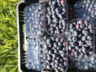 Sprzedam Borówkę Amerykańską Owoce świeżo zebrane. Plantacja 11ha. Zapraszam